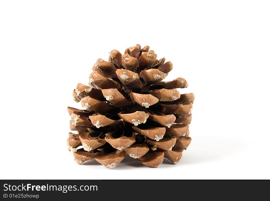 Cone of pine on the white background