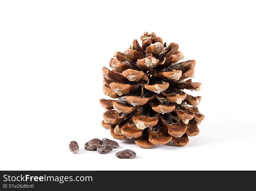 Cone Of Pine