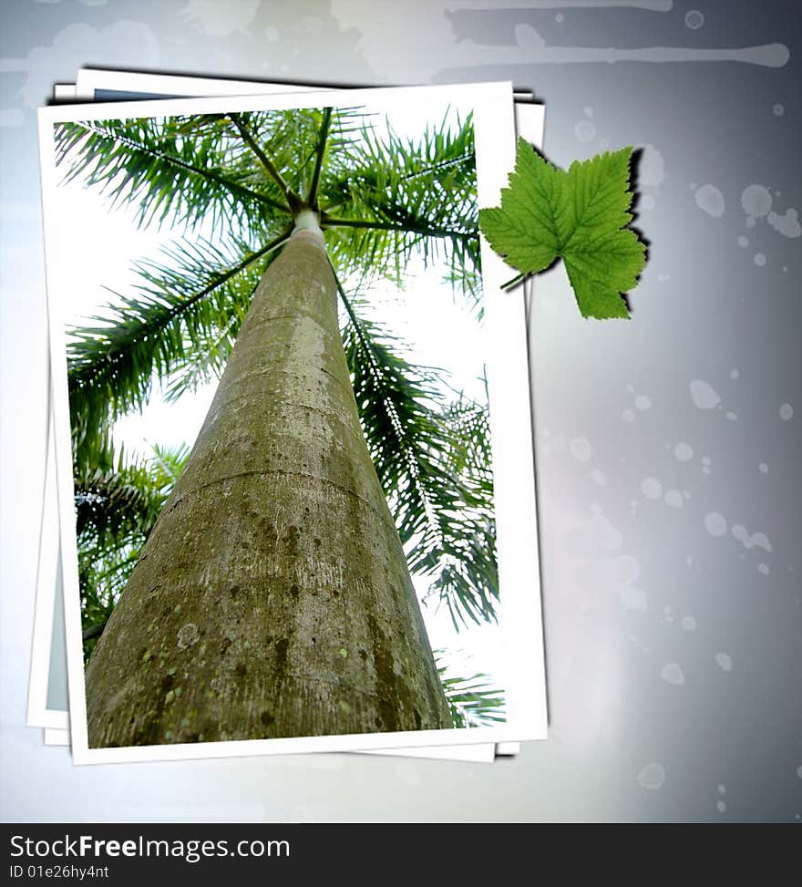 A tropic tree in shenzhen park