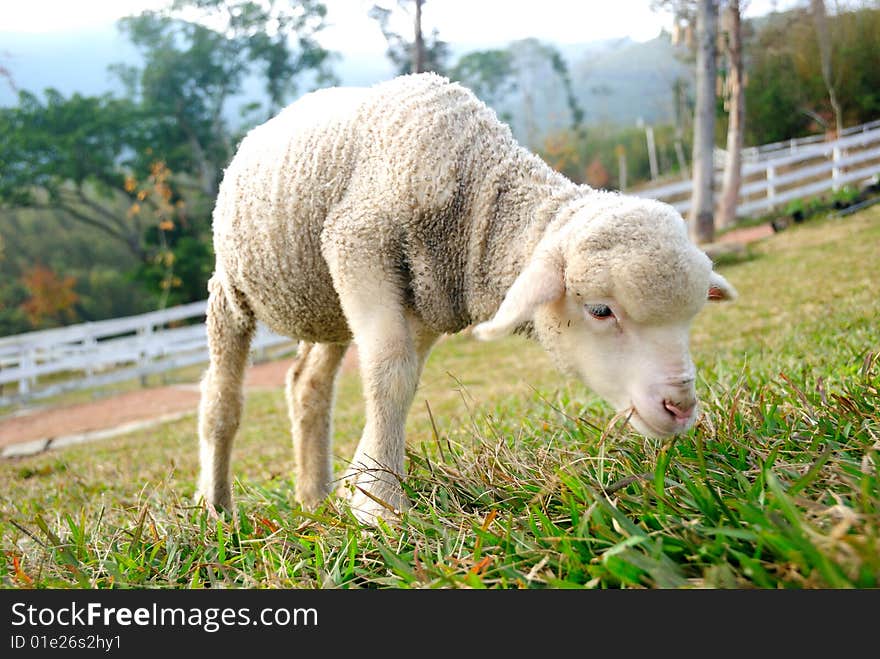 A sheep is eating on a green field