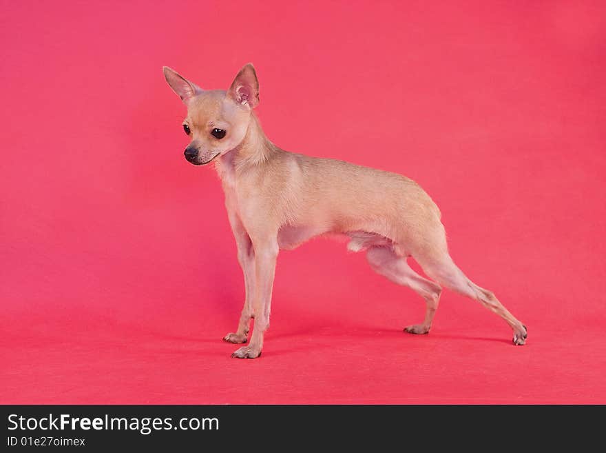 Toy terrier on red background