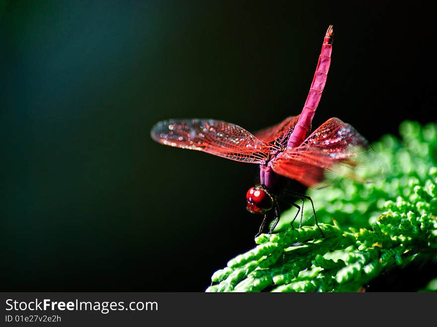 Red Dragon fly with raised tail