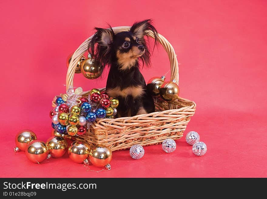 Toy terrier in basket