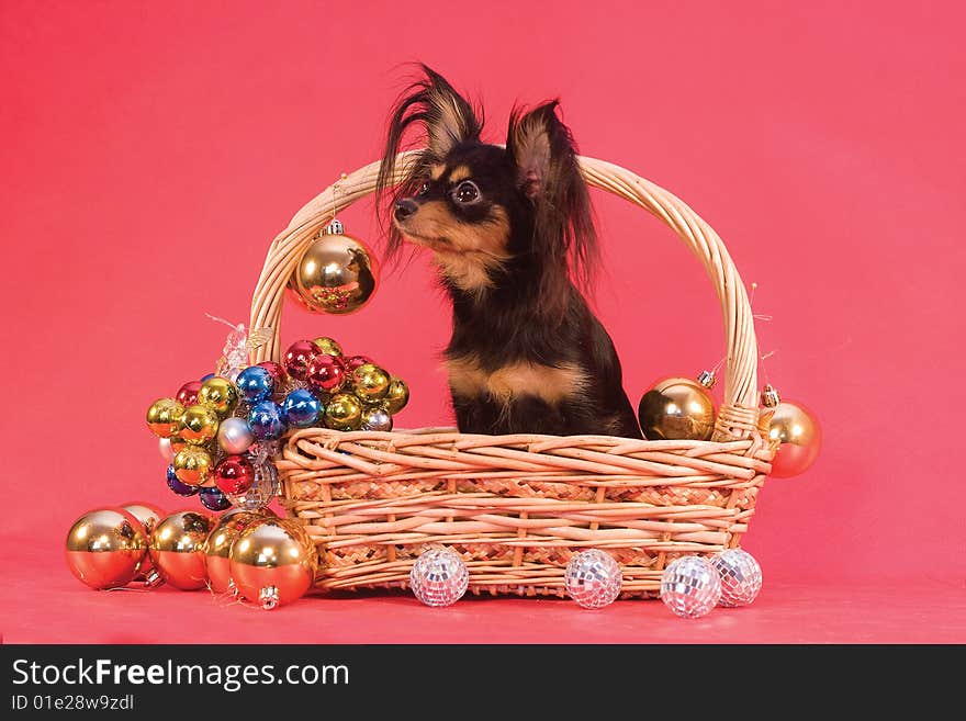 Toy terrier in basket