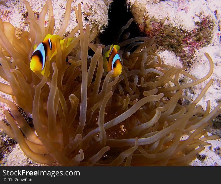 Anemone fish on the reef in the red sea