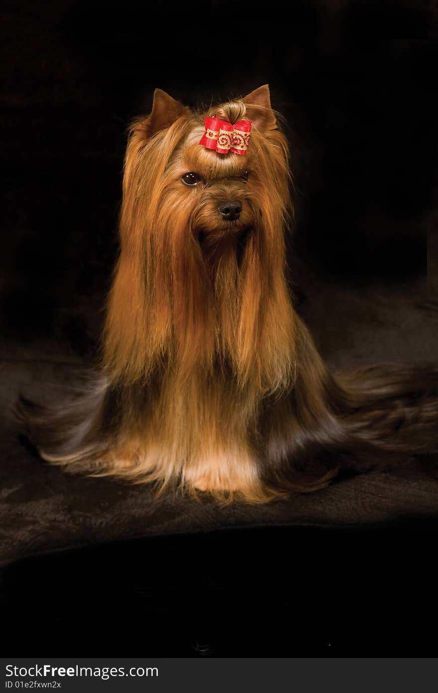 Yorkshire terrier