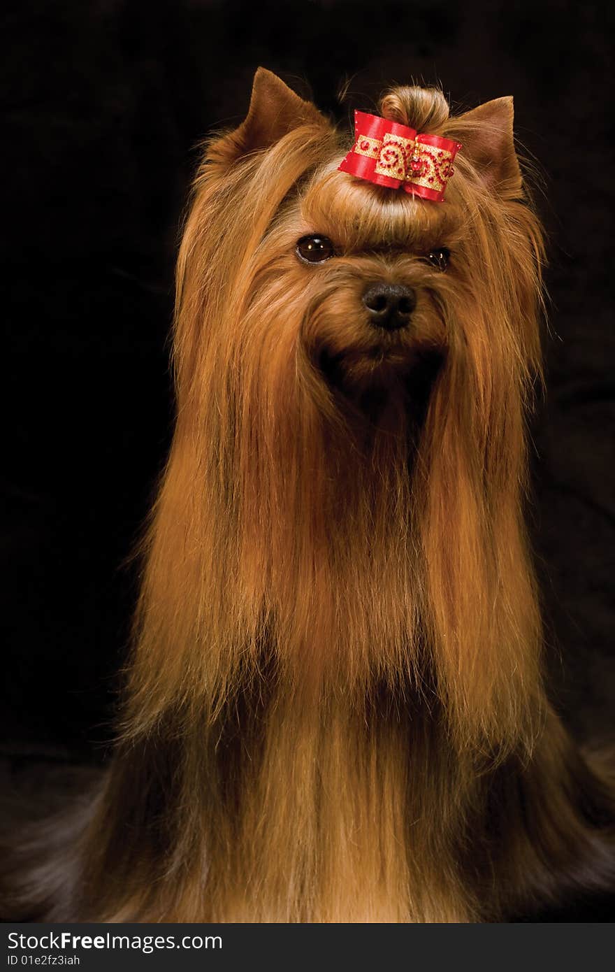 Yorkshire terrier on black background