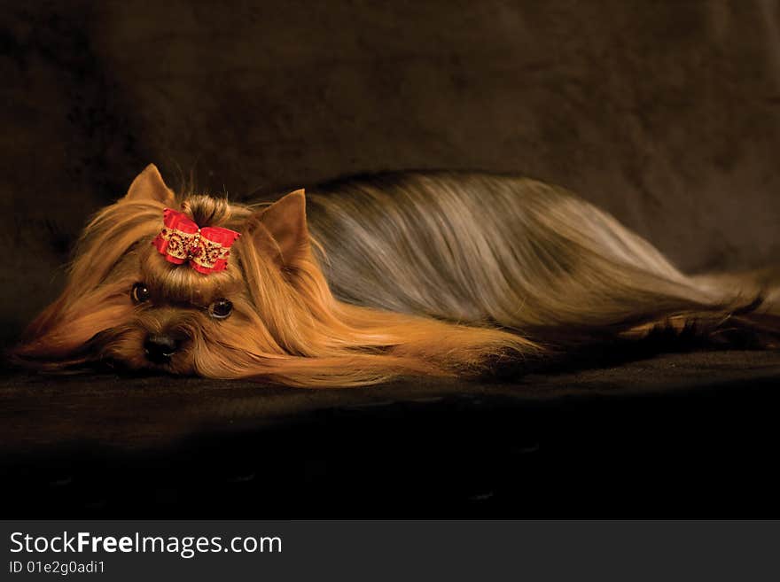 Yorkshire terrier on black background