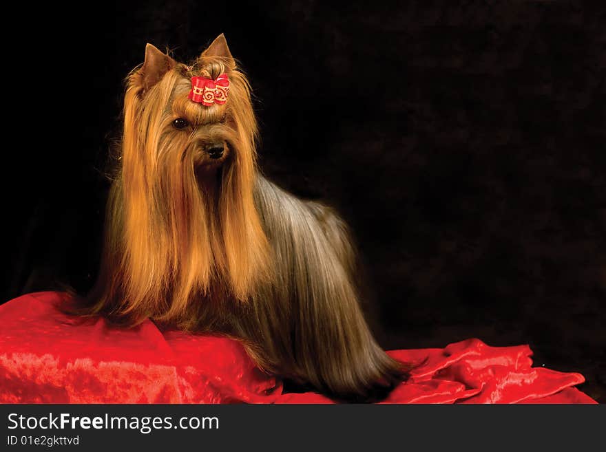 Yorkshire terrier on black and red background