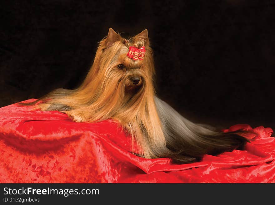 Yorkshire terrier on black and red background