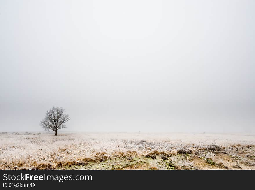 Winter tree heathland in Drenthe, The Netherlands. Winter tree heathland in Drenthe, The Netherlands