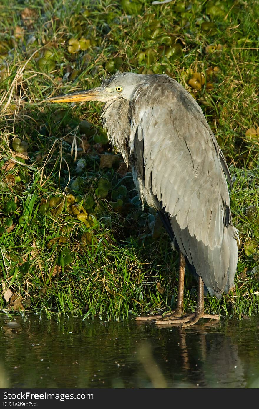 A grey heron in winter