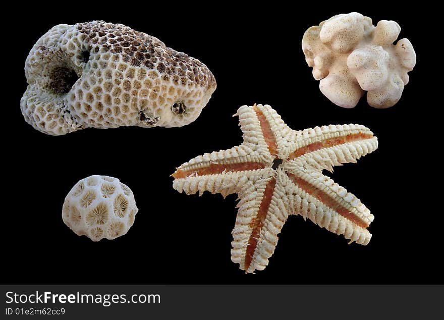 Asteroidea and corals on black background