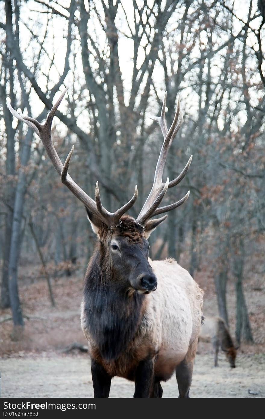 Bull elk