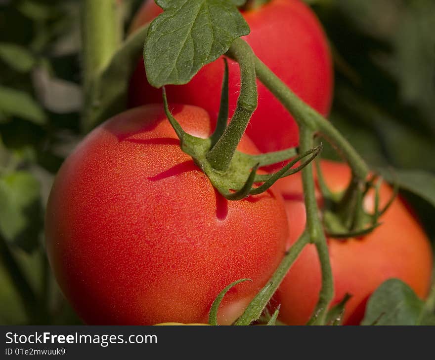 Tomatos