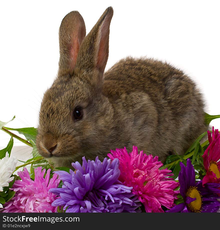 Bunny and flowers