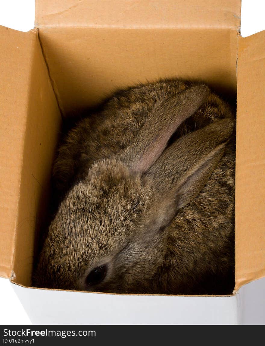 Bunny hiding in box