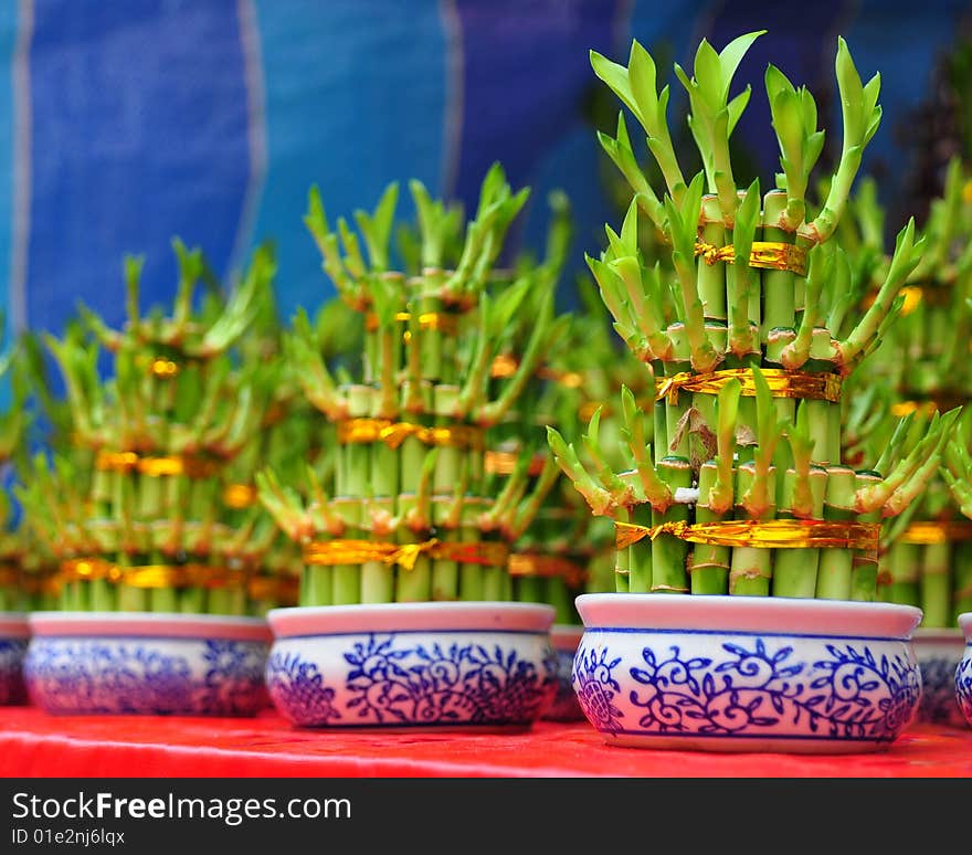 Unique Potted Plants