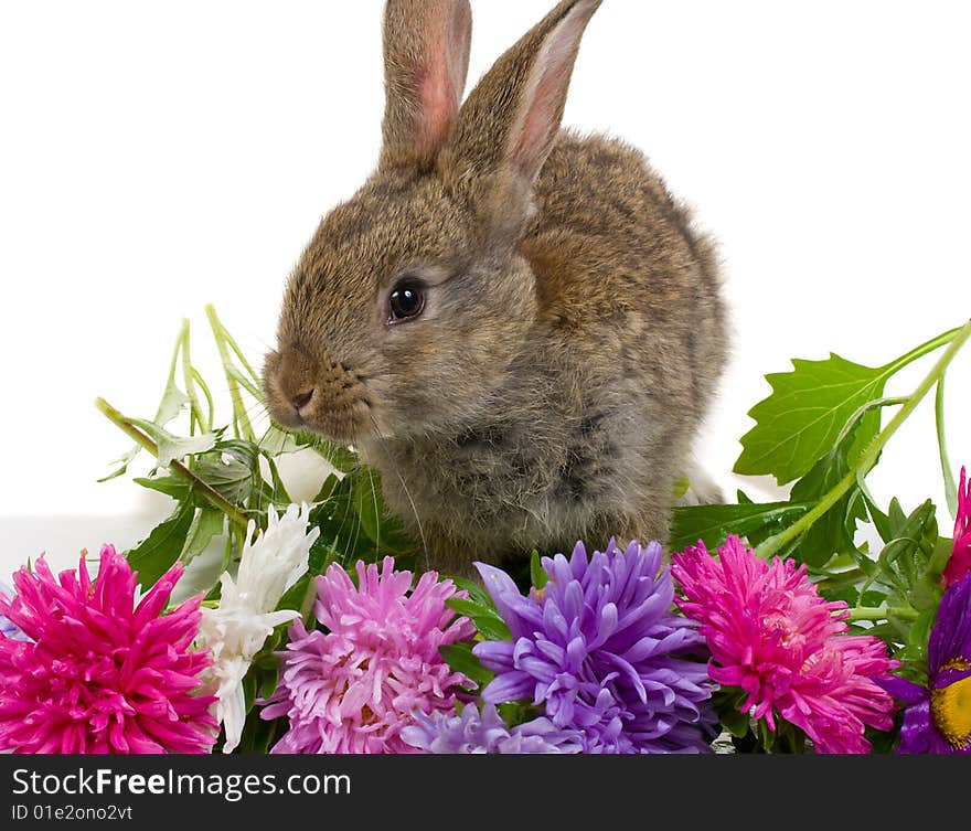 Close-up bunny and flowers