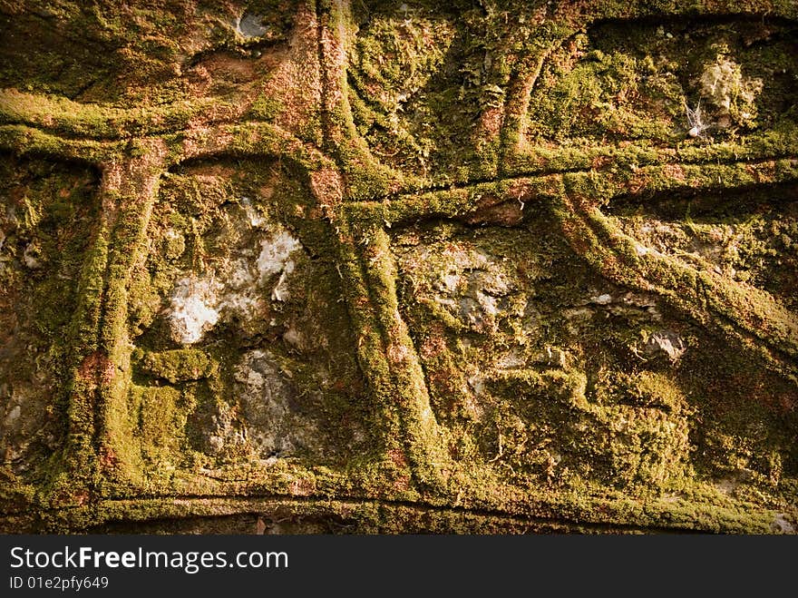 Moss on wall