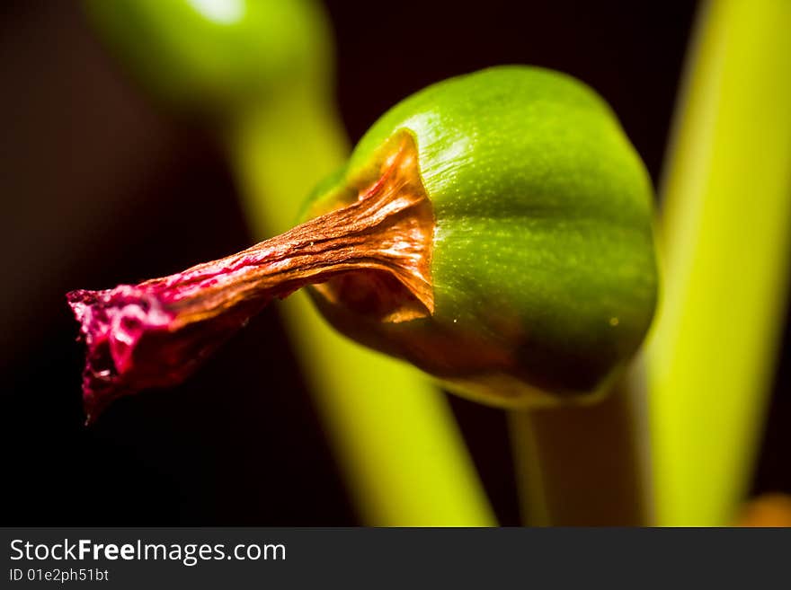 Macro Seed capsule