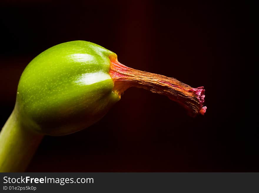 Macro Seed capsule