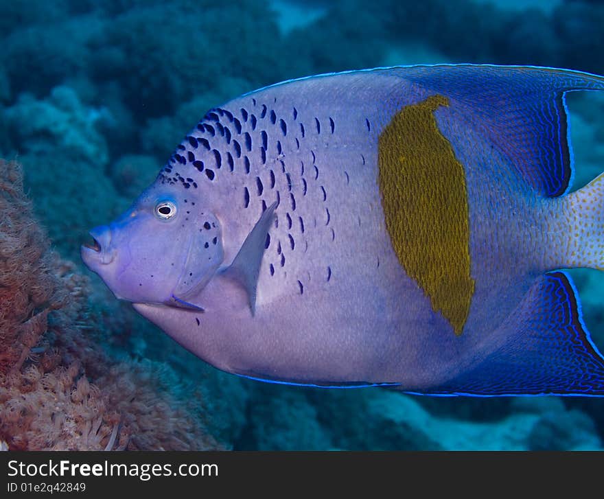 Yellowbar Angelfish