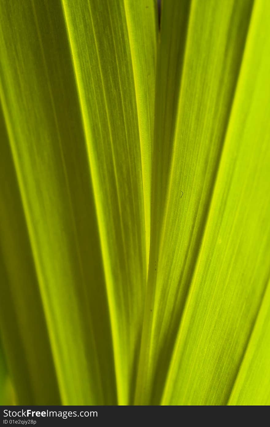 Close up leaf shoot of a V formed leaf with light green color