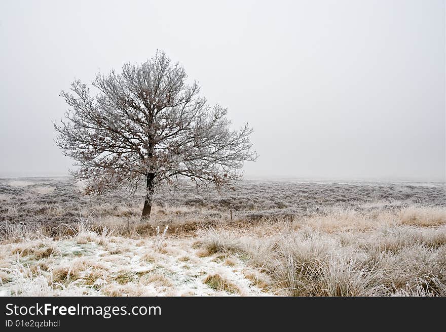 Winter tree heathland in Drenthe, The Netherlands. Winter tree heathland in Drenthe, The Netherlands