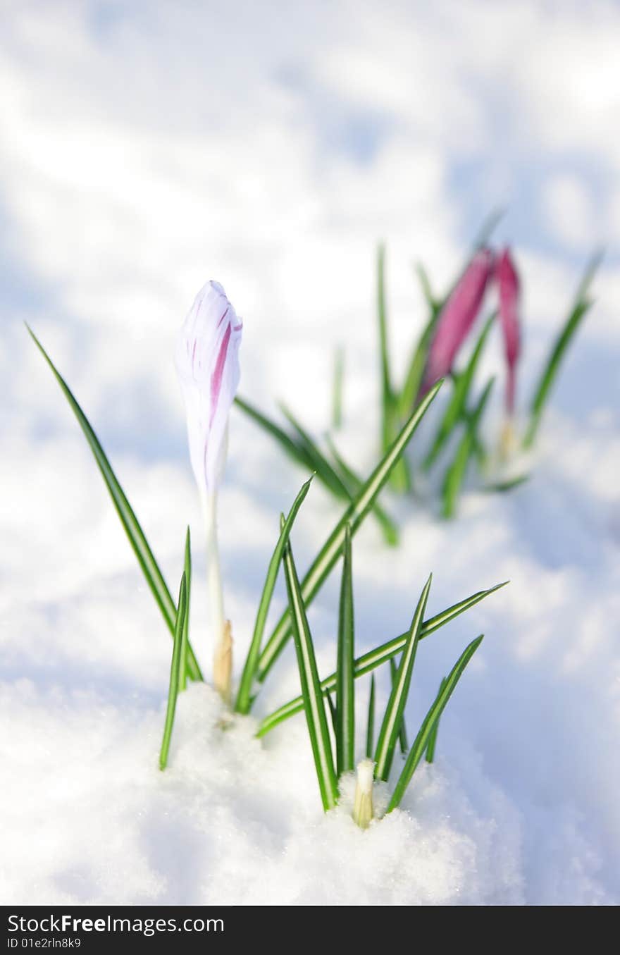 First crocus flowers in snow. First crocus flowers in snow