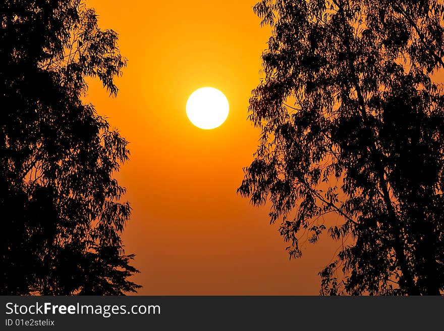 Sun setting behind the trees. Sun setting behind the trees.