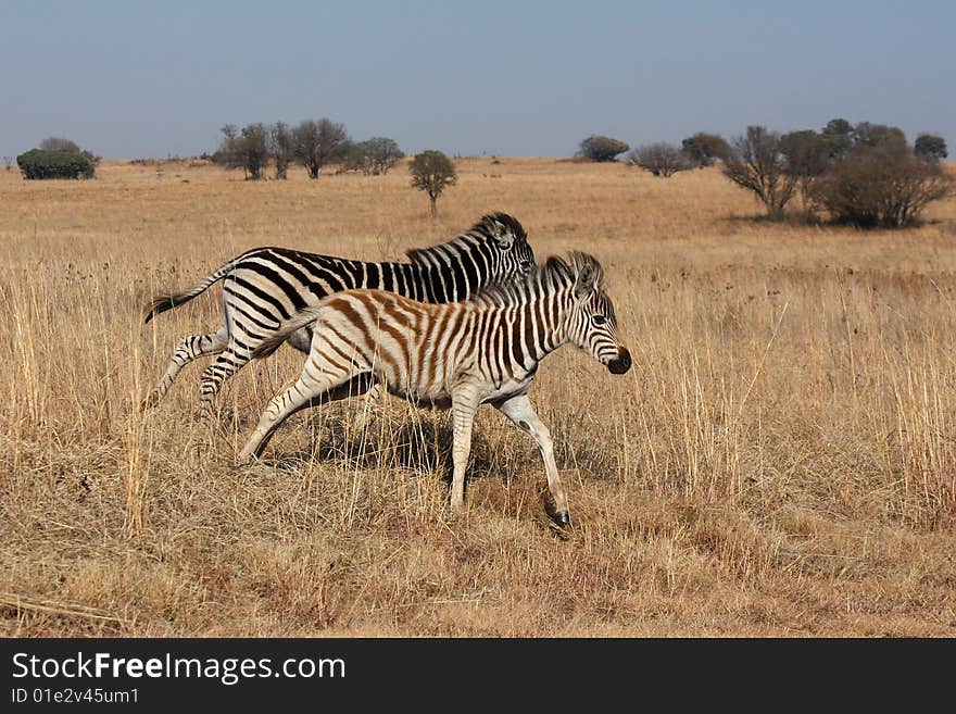 Young zebras running in the wild.