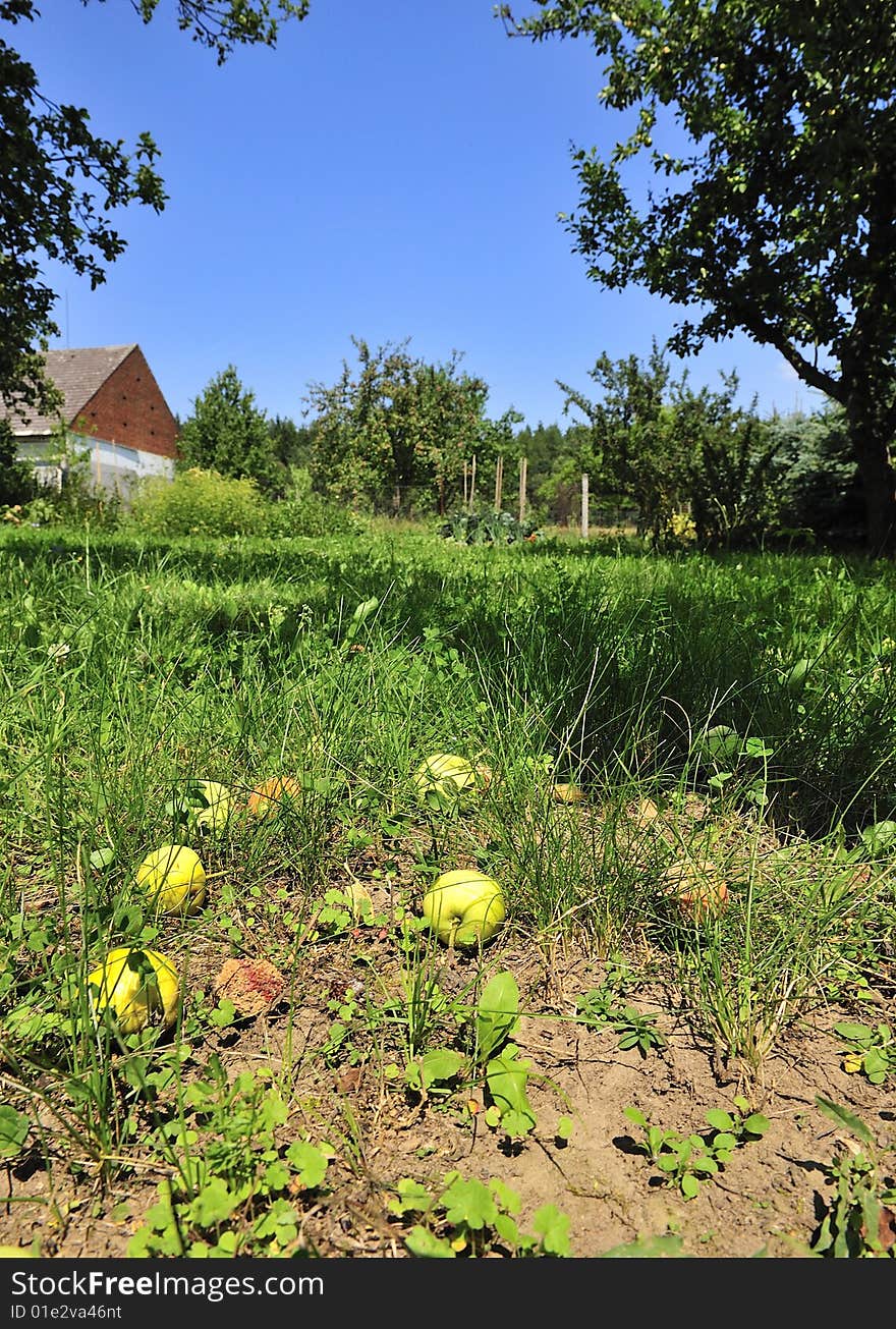 Apple Falling to ground