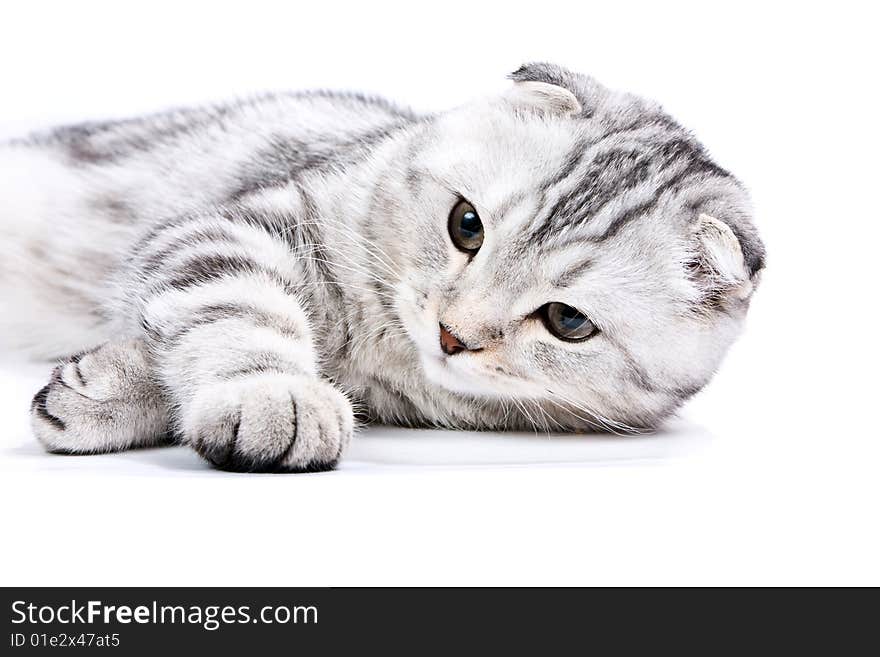 Scottish kitten lies on a white background.