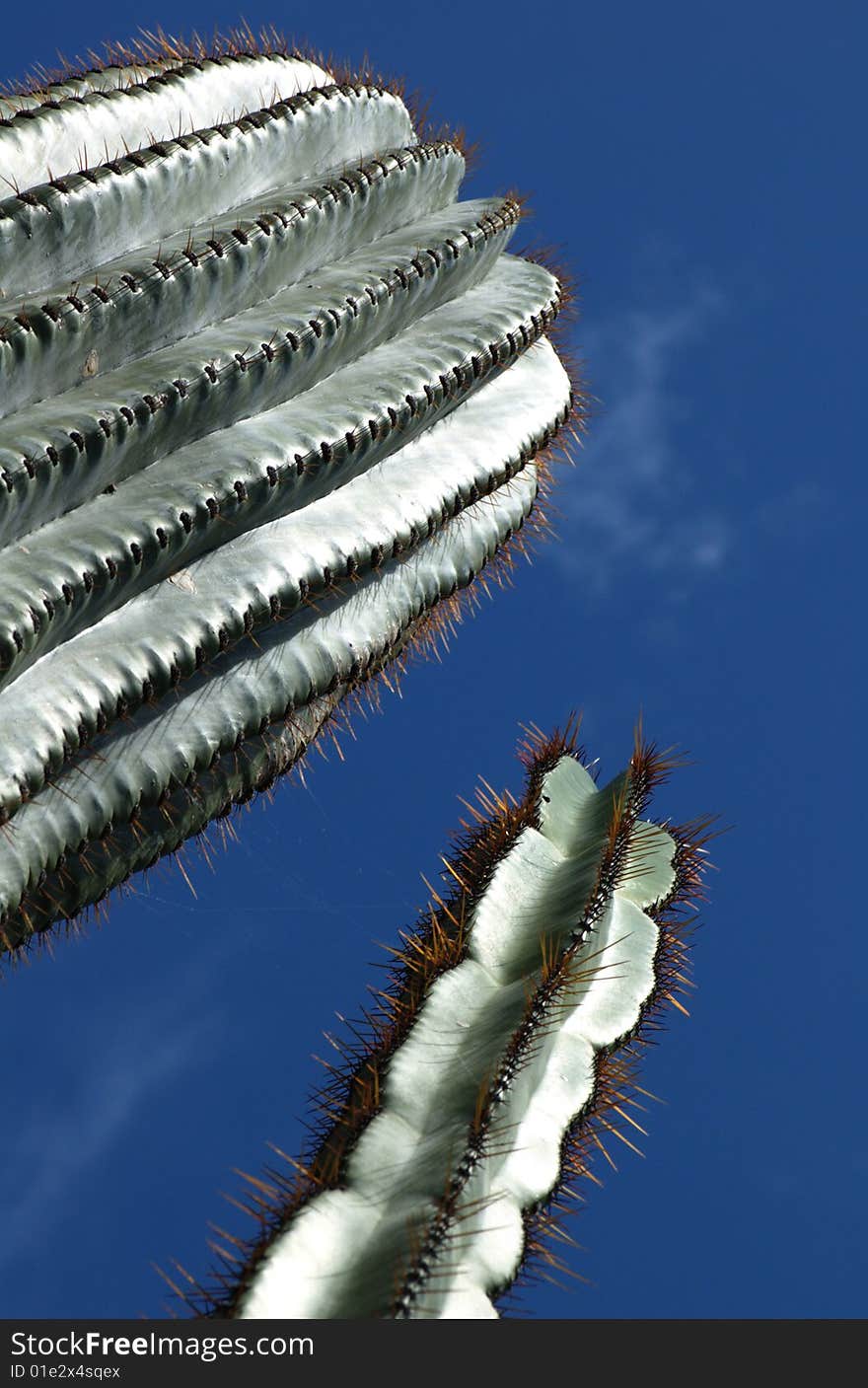 Cactus and clear blue sky