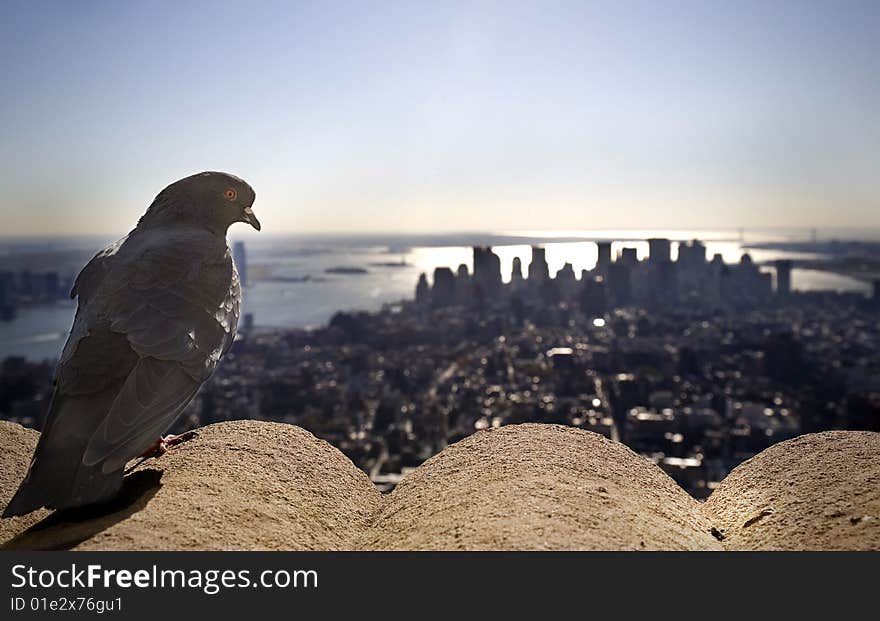 Pigeon overlooking Manhattan Island and the Hudson River at sunset. Pigeon overlooking Manhattan Island and the Hudson River at sunset