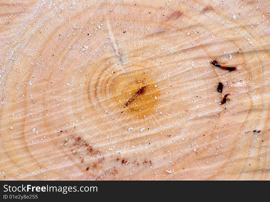 A freshly cut tree trunk background texture. A freshly cut tree trunk background texture