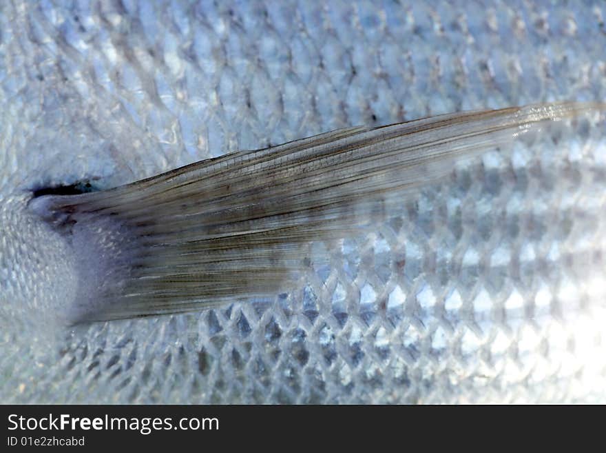 Denton, Mediterranean Sparus Fish