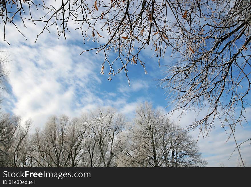 Trees covered with hoarfrost