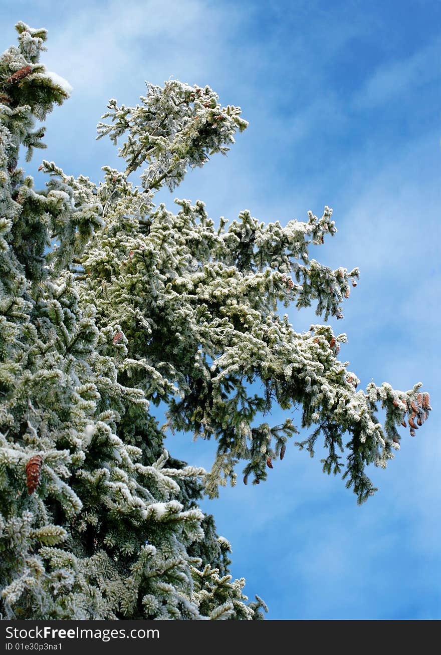 Fur-tree Branches