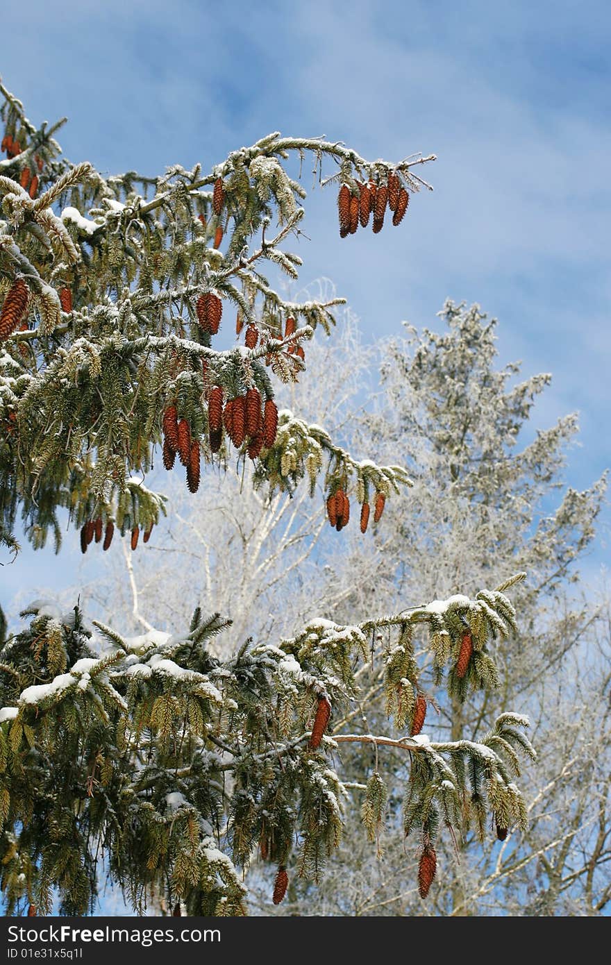 Fur-tree Branches