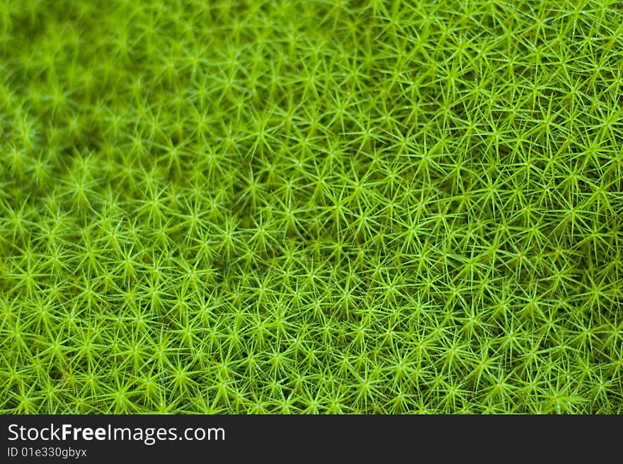 Shallow DOF picture of star moss vegetation