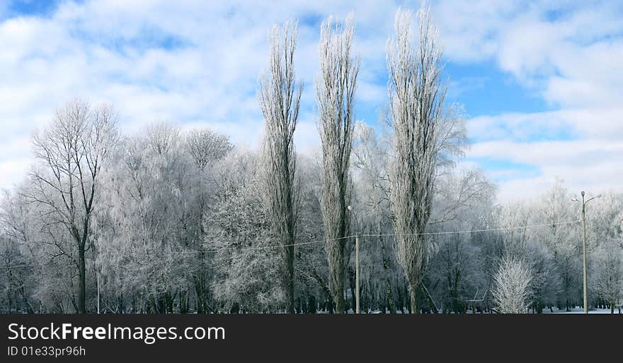 Winter trees covered with hoarfrost