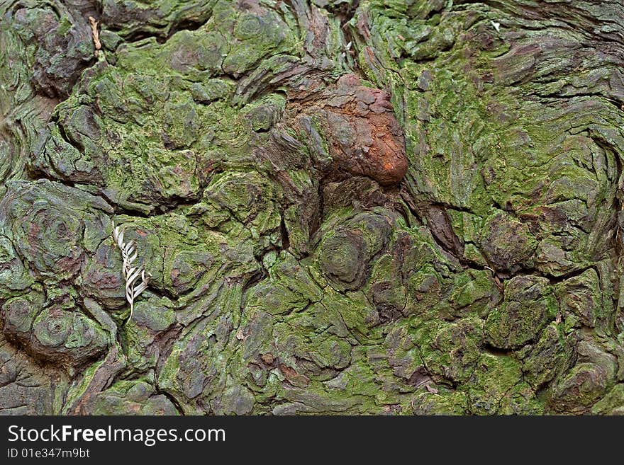 Tree back close-up abstract pattern. Tree back close-up abstract pattern