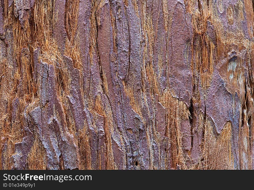 Tree back close-up abstract pattern. Tree back close-up abstract pattern