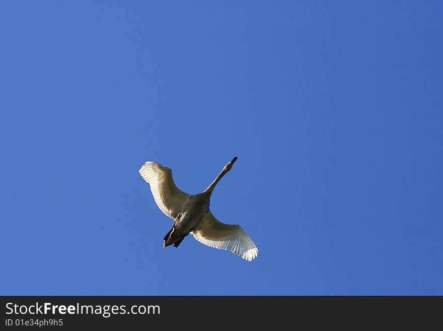 Swan in the sky