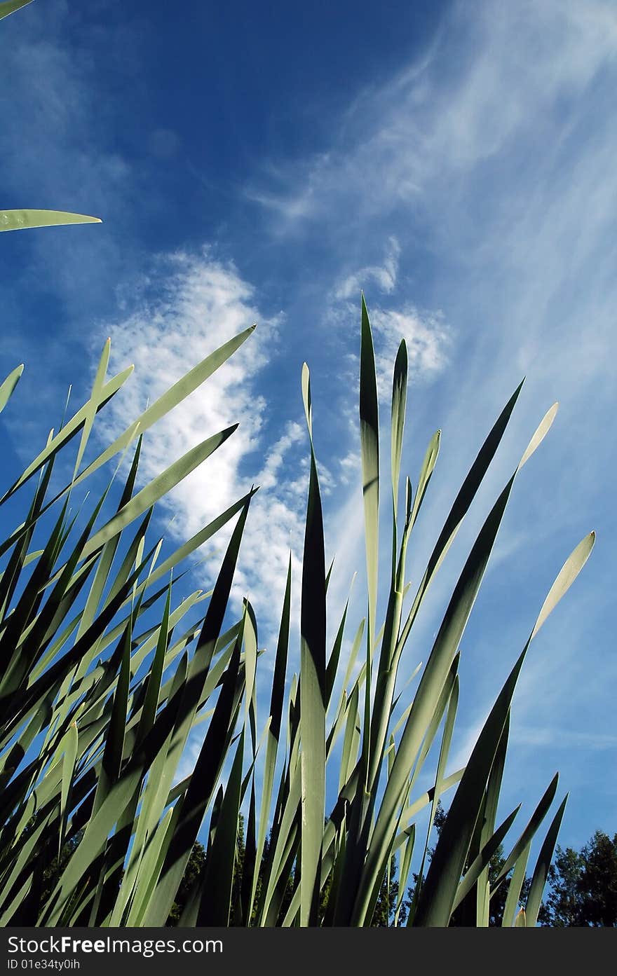 Finnish landscape with blue sky and iris leaves