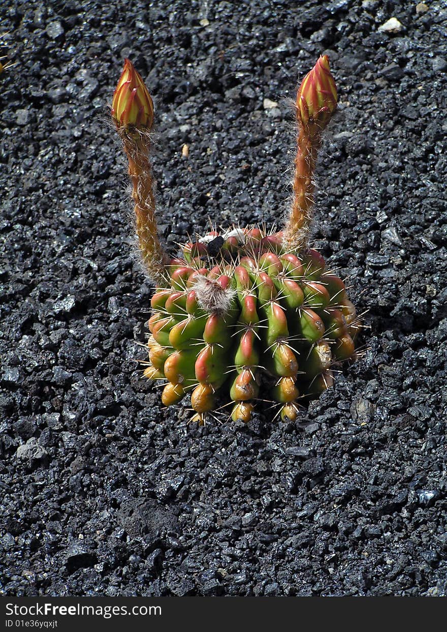 Cactus with long buds antennas