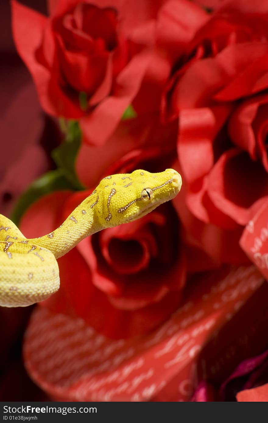 Snake in the roses