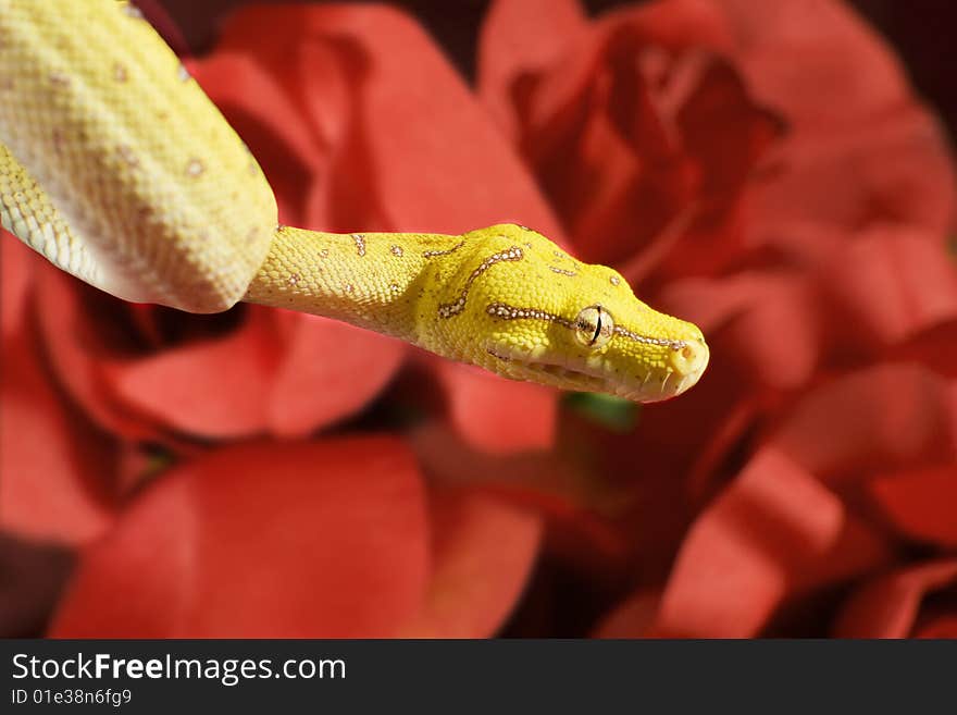 Snake in the roses